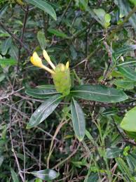 Image result for Barleria spinulosa
