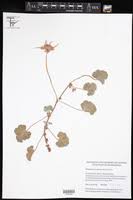 Image result for Pelargonium apetalum