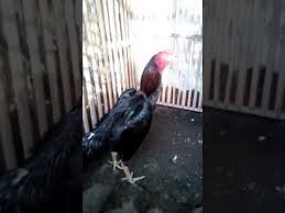 Shamotradngon adalah ayam silangan 3 darah yang terdiri dari ayam shamo, ayam bangkok trad misalnya penjantannya shamo biangnya tradngon atau pejantannya shamotrad biangnya saigon. Trad Ngon Siap Perdana Semi Atret Big Size Yang Berminat Wa081328872377 Youtube