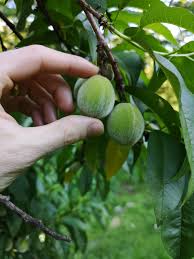 The leaves are in sets of three, with the center leaf being a bit larger than the other two, which flank it at the 10 o'clock and 2 o'clock position. Green Fuzzy Fruit Tree Fruit Trees