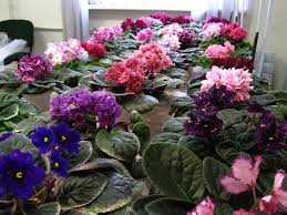 Bunga cantik yang satu ini memiliki warna biru keunguan. Violet Indoor Perawatan Dan Reproduksi Tanaman Dalam Ruangan