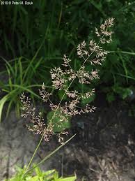 Image result for Agrostis