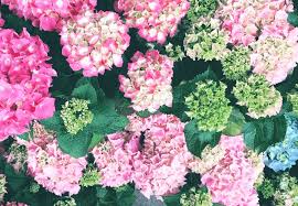 Which ones are you familiar with, and which ones are you curious flowers come out between june and august. Hydrangea Meaning And Symbolism Ftd Com