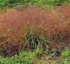 Image result for Eragrostis dinteri
