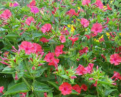 Freie kommerzielle nutzung keine namensnennung bilder in höchster qualität. Rote Wunderblume Mirabilis Jalapa Red Saatgut Und Pflanzen