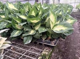 Image result for beautiful dieffenbachia