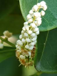 Image result for Synsepalum muelleri