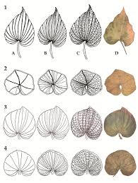 Image result for Nervilia