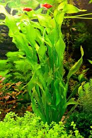 Image result for Ottelia ulvifolia
