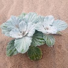 Image result for Arctotheca populifolia