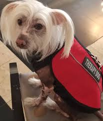 Volunteer to walk therapy dog at Hawthorne Gardens