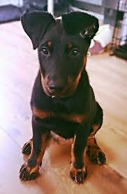 Maybe you would like to learn more about one of these? Beauceron Dog