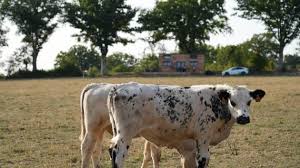 Photo  Une augmentation de 15  en 5 ans  : plus de 150 fermes sont ...