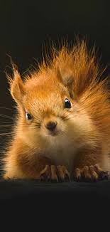 I M So Pretty Animals Beautiful Cute Animals Cute Animal Pictures
