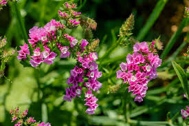 Your cannabis plants need water in order to thrive. 30 Pretty Flowers That Don T Need Much Water At All Home Stratosphere