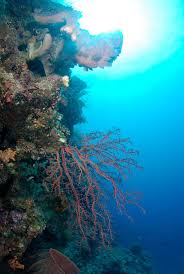 Gambar pemandangan di dasar laut yang indah kumpulan laut gambar bawah pemamdangan, gambar pemandangan di dasar laut indonesia tentunya dipenuhi dengan terumbu karang dan ikan ikan dengan bentuk yang unik di pantai raja ampat ada beberapa tema yang dapat anda pilih untuk. Keindahan Alam Indonesia Laman 2 Akan Menjelaskan Tentang Keindahan Alam Yang Ada Di Indonesia Dan Beberapa Tempat Yang Dapat Anda Kunjungi Di Indonesia