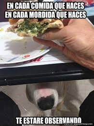 En Cada Mordida Que Haces Te Estare Observando Imagenes Divertidas Fotos De Perros Perros