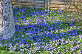 Free shipping on all orders over $99 from the tree center with arrive alive guarantee. Plants Seedlings Vinca Minor Ground Cover Plant For Shade Vase 7 8 Cactus Succulent Plants