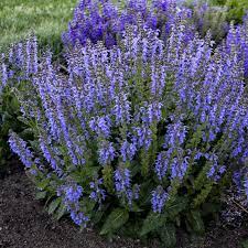 Salvia N Tidal Pool Ppaf 25 Br Plants In 2021 Plants Salvia Fragrant Flowers