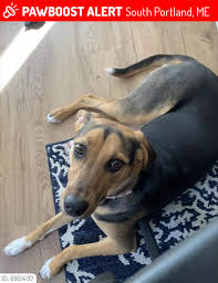 Maybe you would like to learn more about one of these? Lost Female Dog In South Portland Me 04106 Named Evie Id 6951497 Pawboost