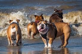 Though a bulldog might technically be capable of swimming, his short legs make it difficult for him to paddle fast enough to keep his massive body afloat. How Well Can English Bulldogs Swim Keep Them Safe Around Deep Water Bulldog Karma