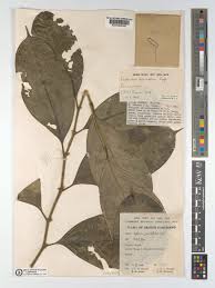 Image result for Leptaulus