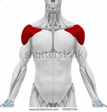 Attached to the bones of the skeletal system are about 700 named muscles that make up roughly half of a person's body weight. Lab Exam 1 Muscles Flashcards Quizlet