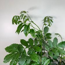 Image result for Trichilia