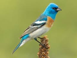 Image result for Passerina montana