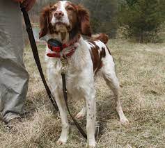 Chancy is a handsome little black/white french brittany. American Brittany Or French Brittany