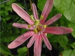 Image result for Passiflora sanguinolenta