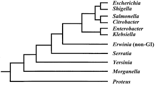 Image result for Enterobacteriaceae