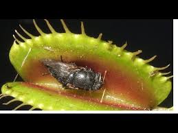 Les Plantes Carnivores Youtube