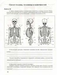 скачать учебник по биологии 8 класс драгомилов маш бесплатно Biologiya 8 Klass Rabochaya Tetrad Mash Dragomilov Chast 1 Chitat Onlajn Besplatno