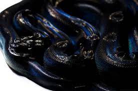 Black As Night Colombian Motley Img 100 Het Sharp 50 Het Blizzard Boa Constrictor Photo By Marek Lopasovsky The Pretty Snakes Beautiful Snakes Pet Snake
