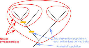 Animal Communication Web Topic 10 1 Animal Communication Communication Biology