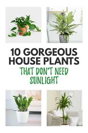 10 Of The Best Indoor Plants That Don T Need Sunlight Typically Topical In 2020 Big Indoor Plants Best Indoor Plants Small Indoor Plants