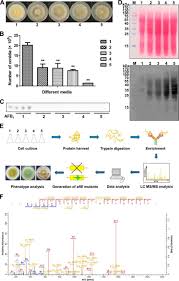 May 26, 2021 · aspergillus fumigatus is the most common of the group, followed by aspergillus flavus and aspergillus brasiliensis (formerly termed niger). Lysine Succinylation Contributes To Aflatoxin Production And Pathogenicity In Aspergillus Flavus Molecular Cellular Proteomics