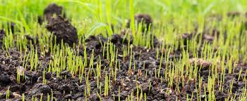 The soil temperature needs to be 60 degrees for the seed to germinate. Common Myths About Fall Over Seeding Benjamin Lawn Landscape