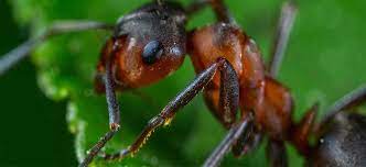 Homeadvisor's pest control cost guide gives average prices to hire a bug exterminator. Exterminator Pest Control Pest Removal Rodent Control Sanford Fl