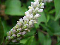 Image result for Polygala senensis