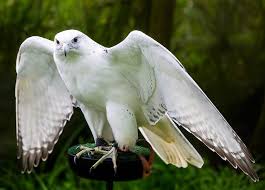 Big Black Bird With White Head And White Tail White Hawk In Flying Mode White Hawk Is Very Excellent Bird White Hawk Is King Of Birds We Hope You Will Like This Whi Birds Of Prey Birds Flying Eagle Bird