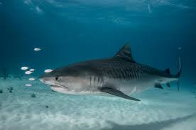 They come to shallow water. Tiger Shark