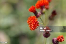 Image result for Emilia coccinea