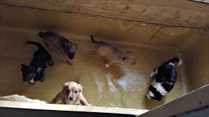 Lennu has been making headlines in finland for some time and has even sat for interviews. Finnish Authorities Warn Of Disease Risk From Imported Dogs Yle Uutiset Yle Fi