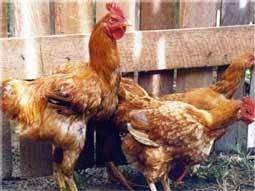 Ayam Nunukan Remaja Ayam Ternak Ayam