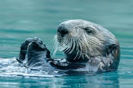How do you have big fun in the hot desert sun? Launching Otter Advisory