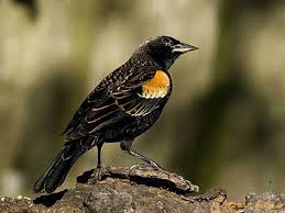 Black Bird With Large Orange Beak Red Winged Blackbird Immature Male Aves Exoticas Aves Exotico