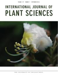 Image result for Flabellariopsis acuminata