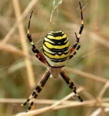 Wasp Spider Uk Bing Images Garden Spider Beautiful Bugs Spider
